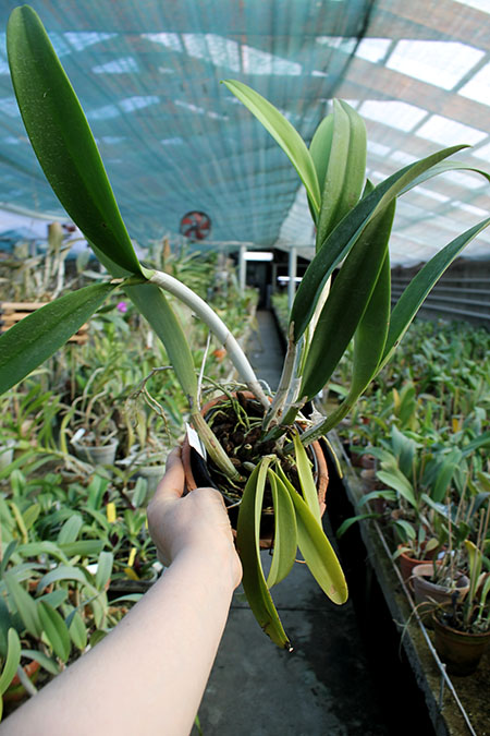 Recchara Frances Fox.jpg