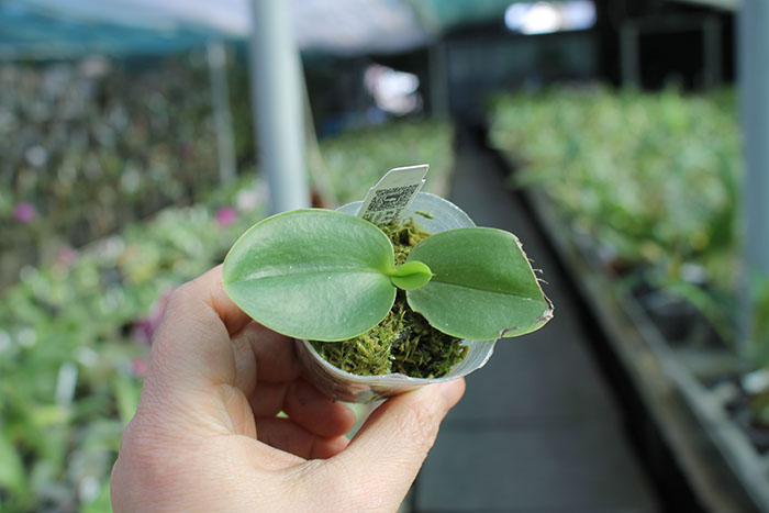 Phalaenopsis Joy Spring Venus x Joy Spring Canary 'Orange'.jpg