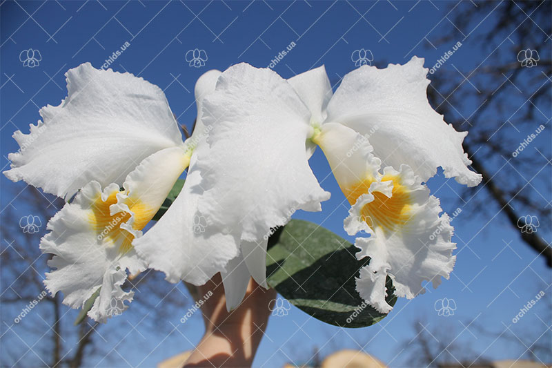 Cattleya mossiae alba 'Irene' x Cattleya mossiae alba 'Orosco'.jpg
