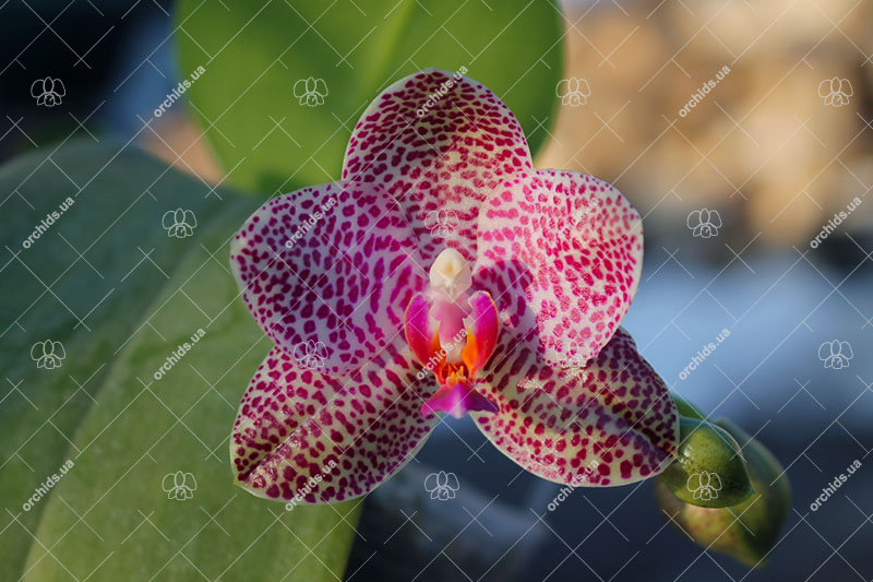 Phalaenopsis gigantea x Mituo Sun.jpg