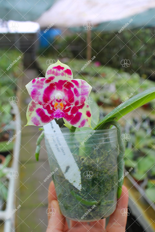 Phalaenopsis KS Super Zebra 'Yung-Ho'.jpg