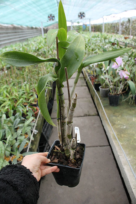 Dendrobium King Dragon x Supanburi White.jpg