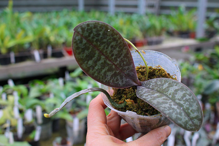 Phalaenopsis schilleriana Mainshow.jpg