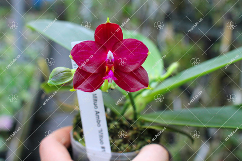 Phalaenopsis Mituo Ambo 'Mituo #1'.jpg