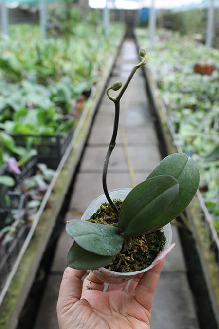 Phalaenopsis amabilis 'Sabah'.jpg