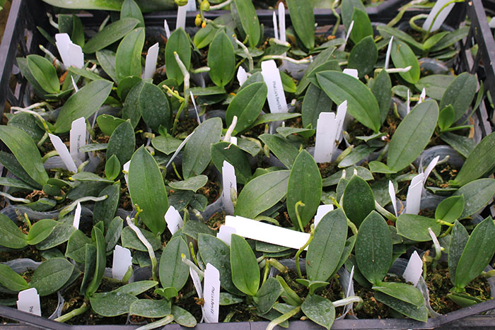 Phalaenopsis Liu's Berry 'ES'.jpg