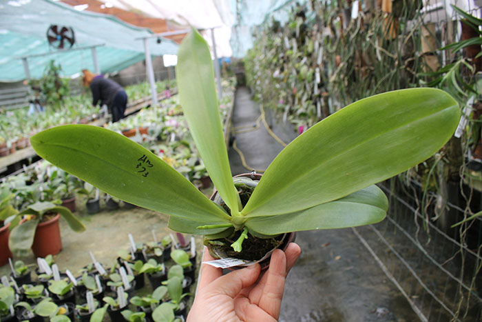 Phalaenopsis Magnificent Mibs 'Mituo #3' x Corona 'M-1'.jpg