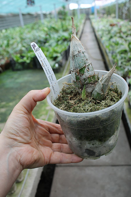 Catasetum Chuck Taylor 'Wow' x Catasetum denticulatum 'SVO II'.jpg