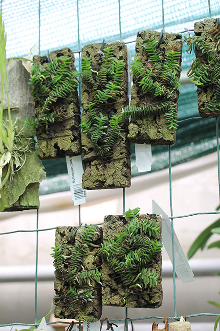 Schoenorchis scolopendria.jpg