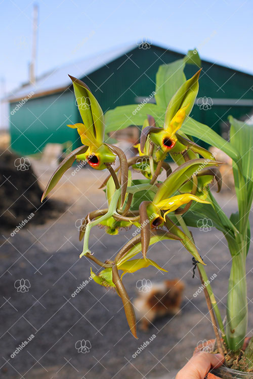 Catasetum osculatum.jpg