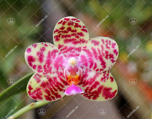 Phalaenopsis Joy spring Tina 'Tina'.jpg