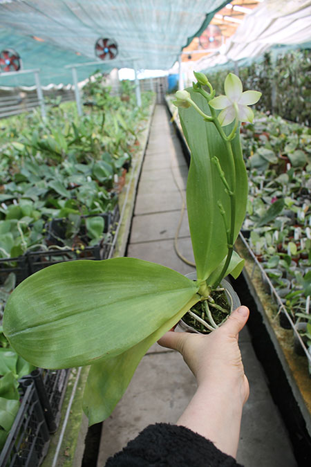 Phalaenopsis violacea alba 'Yin#2' x amboinensis semi-alba 'Yin#1'.jpg