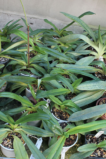 Paphiopedilum primulinum alba.jpg