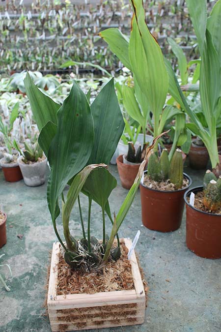 Stanhopea Yolanda Breck.jpg