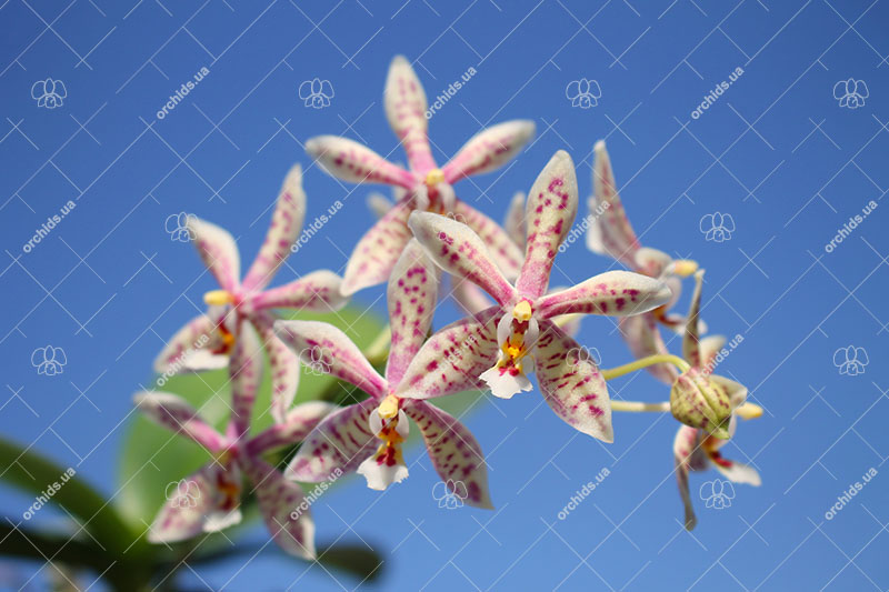 Phalaenopsis mannii black x schilleriana.jpg