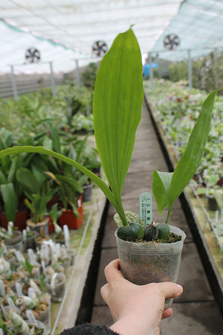 Lycaste Kamigamo ((Leo x Imshootiana) x Mem Kageyuki Mito 'Yellow Fantasy').jpg