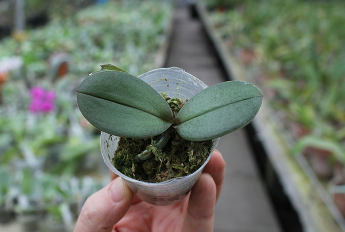 Phalaenopsis Ho's Amaglad.jpg