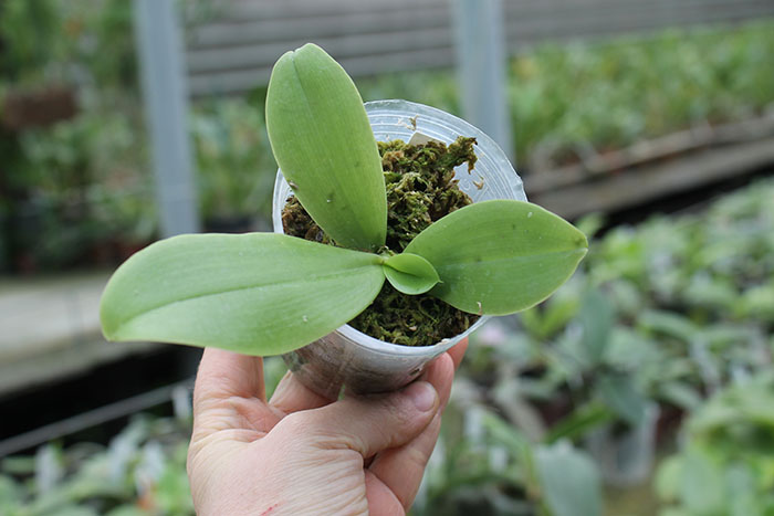 Phalaenopsis Yaphon The Hulk.jpg