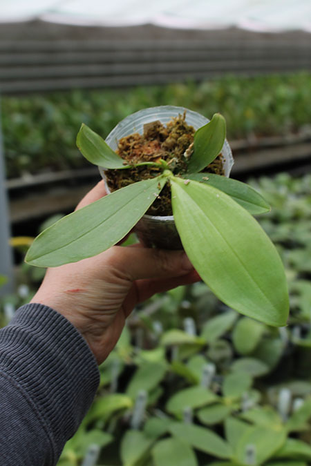 Phalaenopsis YangYang Blue Berry.jpg