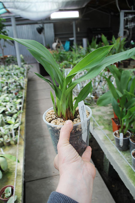 Maxillaria Sangai x Maxillaria molitor orange.JPG