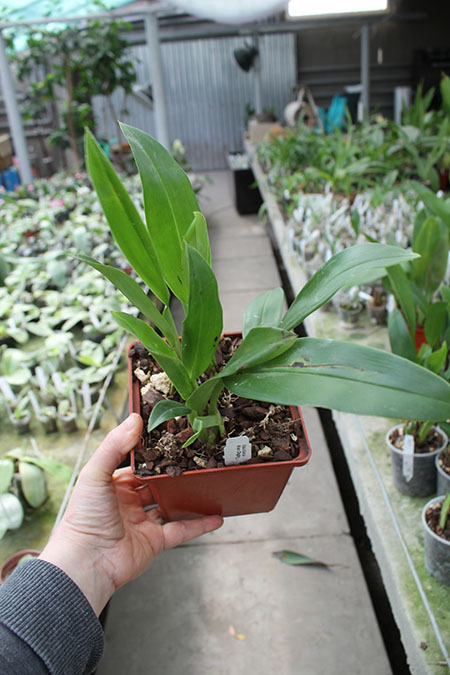 Maxillaria Alan Digby.jpg