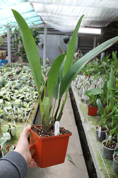 Maxillaria fractiflexa.jpg