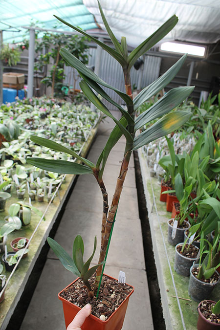 Camaridium scalariforme.jpg