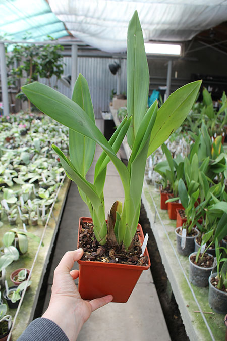 Maxillaria Johann Blatter.jpg