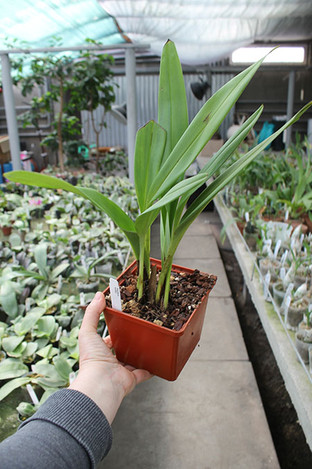 Maxillaria molitor.jpg