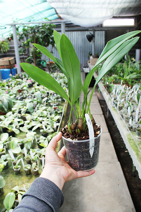 Maxillaria Sangai (Maxillaria pulla x Maxillaria striata).jpg