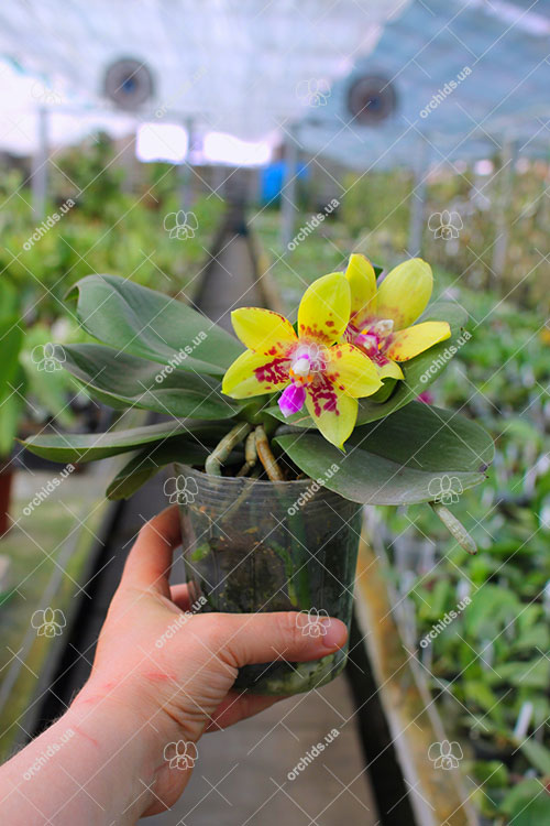 Phalaenopsis Chienlung Sweet Parrot.jpg