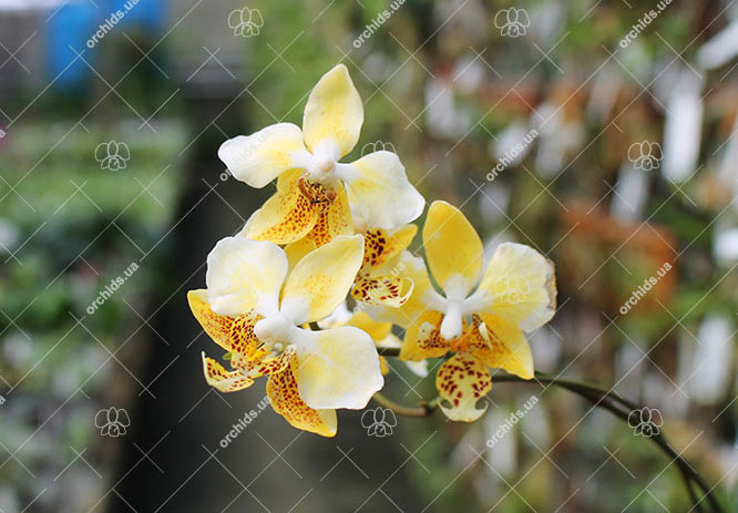 Stuartiana yellow strain.jpg