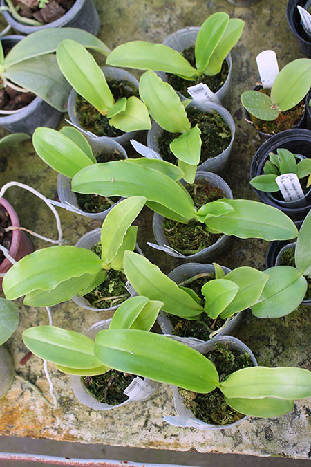 Phalaenopsis lueddemanniana coerulea.jpg