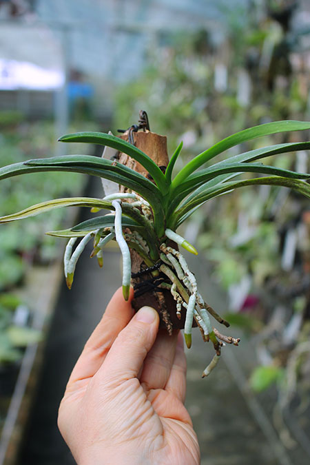 Vanda Hsinying Starlight (Vanda Lion Star x Neofinetia falcata var armami).jpg