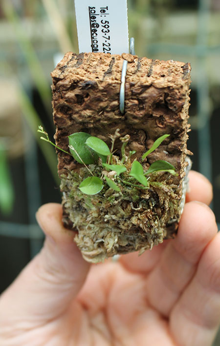 Lepanthes telipogoniflora.jpg