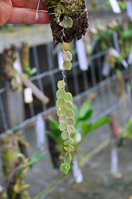 Lepanthes nummularia.jpg