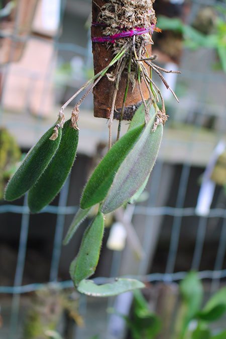 Dresslerella caesariata.jpg