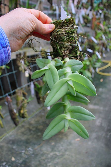 Epidendrum medusae.jpg
