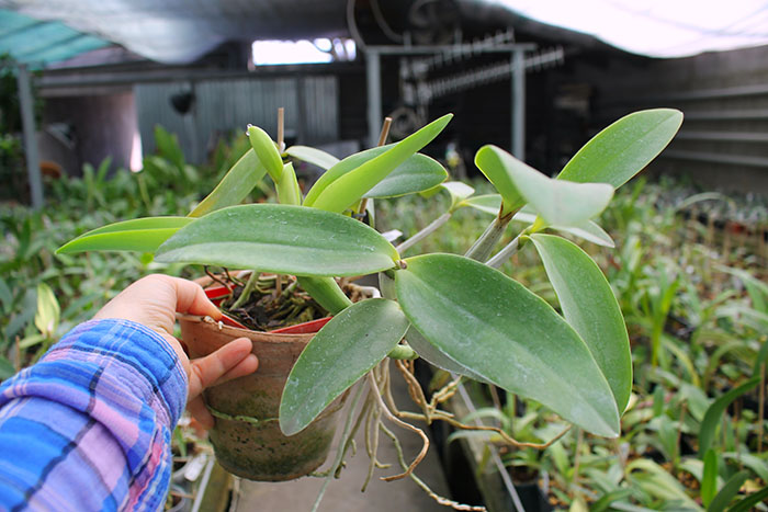 Cattleya Walkerinter coerulea.jpg