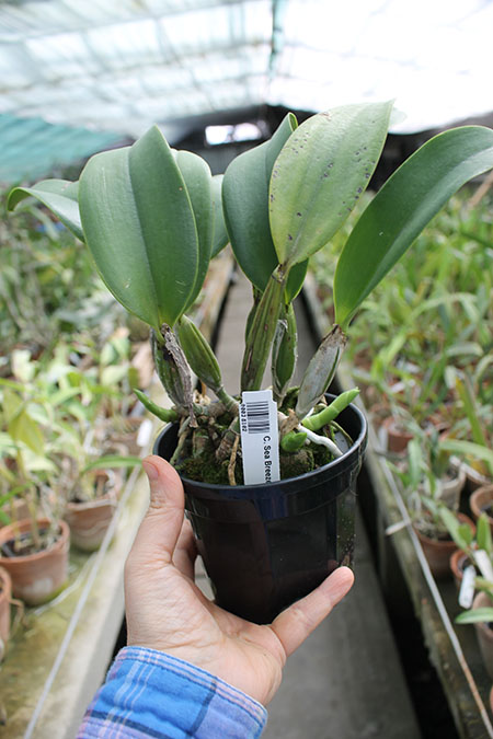 Cattleya Sea Breeze.jpg