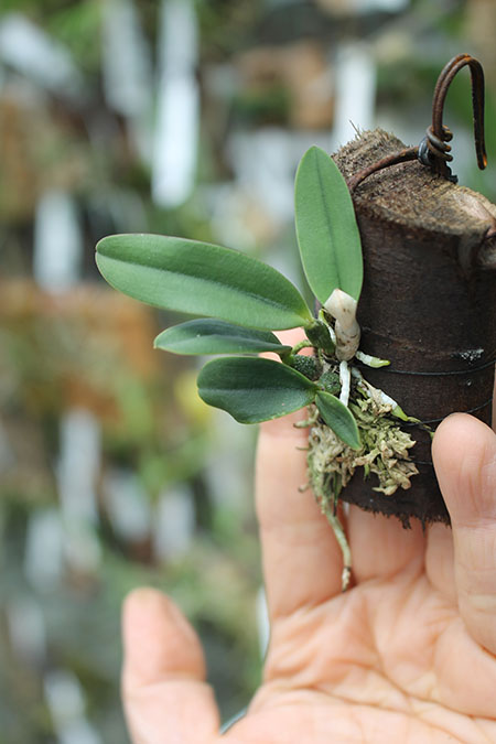 Sophronitis brevipedunculata.jpg