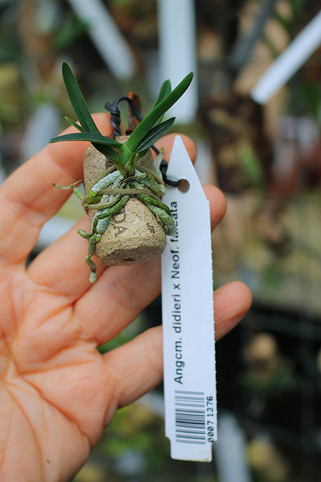 Angraecum didieri x Neofinetia falcata.jpg