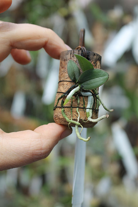 Cattleya schilleriana coerulea.jpg