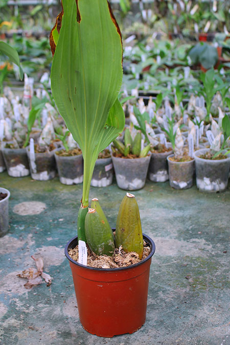 Anguloa clowesii x virginalis.jpg