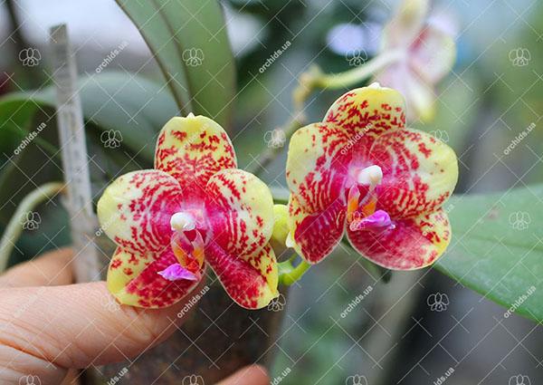 Phalaenopsis CTL Beauty x Yungho Princess Gelb.jpg