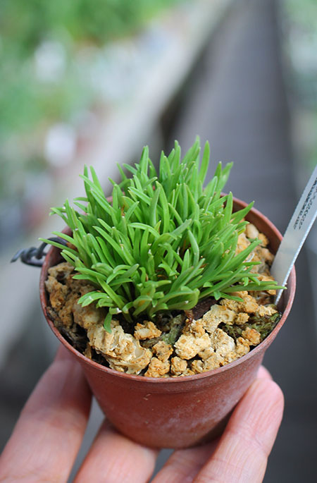 Diodonopsis erinacea.jpg