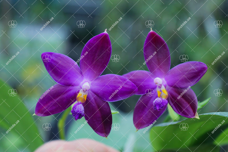 (Phalaenopsis tetraspis x speciosa) x violacea indigo.jpg