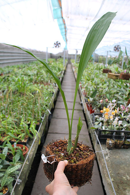 Lycomormium fiskei.jpg