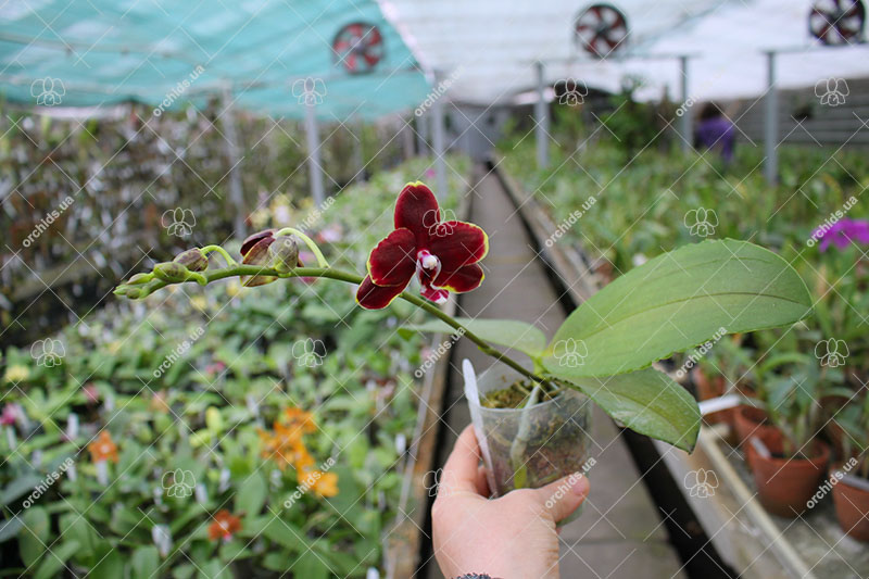 Phalaenopsis Lioulin Goldenfish x Chienlung Black Parrot.jpg