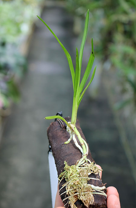 Cymbidiella pardalina.jpg